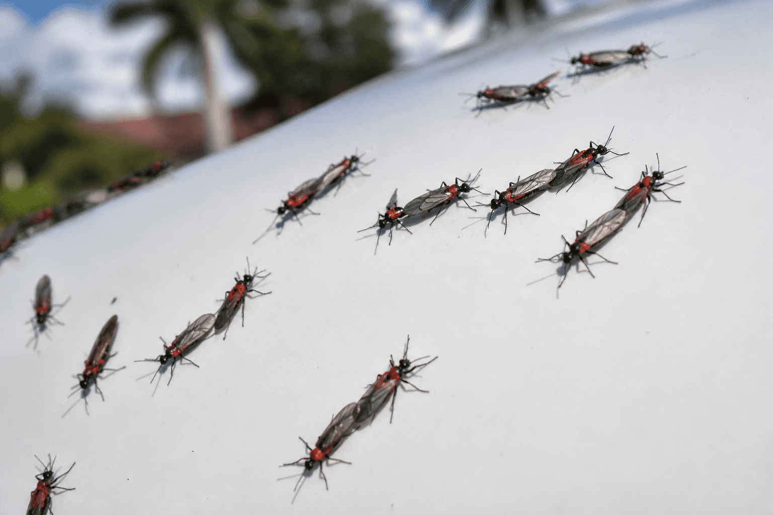 Lovebugs in Florida: What They Are and How to Repel Them