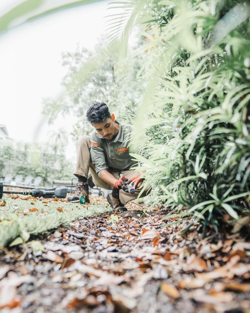 Panther Pest Control technician treating landscaping and mulch beds for earwigs