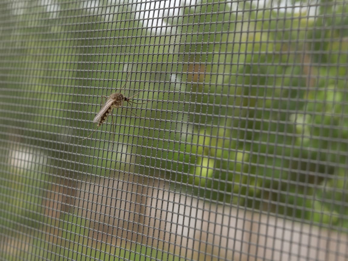 A mosquito resting on a screened patio enclosure